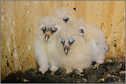 Nachwuchs bei den Schleiereulen... Schleiereule *Tyto alba*, Nestlinge in einer Nisthilfe