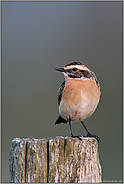 Orientierungsblick... Braunkehlchen *Saxicola rubetra* frühmorgens auf einem alten Weidepfahl