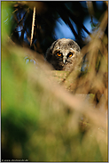 im Lichtspot... Waldohreule *Asio otus*, Ästling im Tagesversteck zwischen den Zweigen eines Nadelbaumes