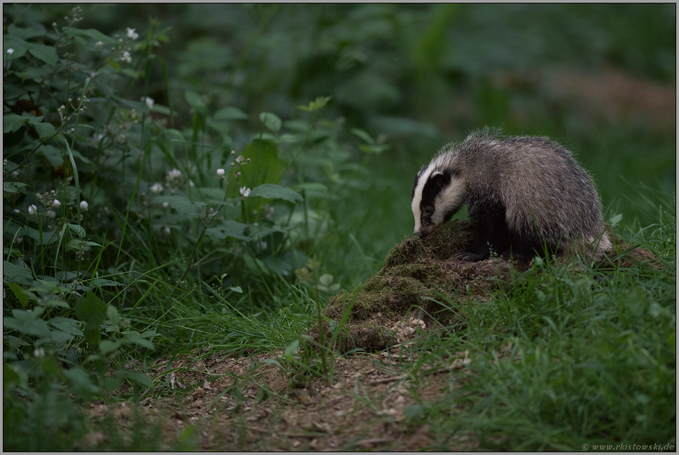 grmpfff...Europäischer Dachs *Meles meles*, Jungtier untersucht einen verrotteten Baumstumpf