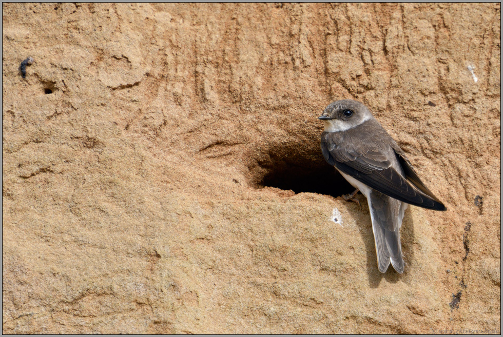 gar nicht so einfach zu fotografieren...  Uferschwalbe *Riparia riparia* am Eingang ihrer Brutröhre