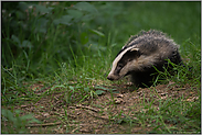 an der Hecke entlang... Europäischer Dachs *Meles meles*, Jungtier erkundet die Umgebung