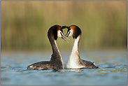 Zuneigung... Haubentaucher *Podiceps cristatus* in der Balz, typisches Balzverhalten, Herzform