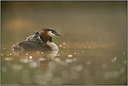 im Licht... Haubentaucher *Podiceps cristatus* mit Küken auf dem Rücken