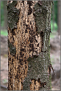 Borkenkäferbefall... Fichtenstamm *Picea abies* einer bereits absterbenden, nicht mehr zu rettenden Fichte