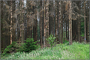 der Wald ist krank... Waldsterben *Fichten*, abgestorbene Bäume, Borkenkäferbefall, kranker Fichtenbestand