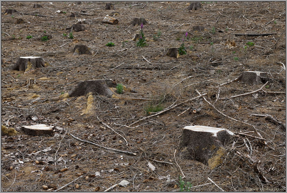 Kahlschlag... Waldsterben *Borkenkäferbefall*, frische Kahlfläche, Baumstümpfe im Sauerland, ehemaliger Fichtenwald