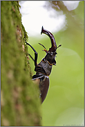 auf Brautschau... Hirschkäfer *Lucanus cervus* klettert an einer Eiche hoch