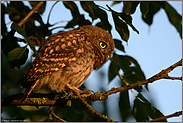 ganz nah... Steinkauz *Athene noctua* im ersten Licht des Tages