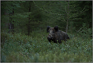 Puschelohr... Wildschwein *Sus scrofa* zu später Stunde