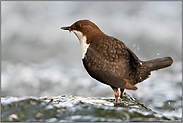 mit Beute im Schnabel... Wasseramsel *Cinclus cinclus* schüttelt sich das Wasser aus dem Gefieder