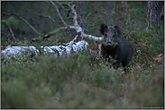 aufmerksamer Blick... Wildschwein *Sus scrofa* im Wald