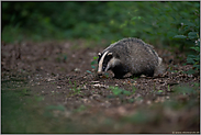 am Waldboden... Europäischer Dachs *Meles meles* bei der Nahrungssuche im Wald