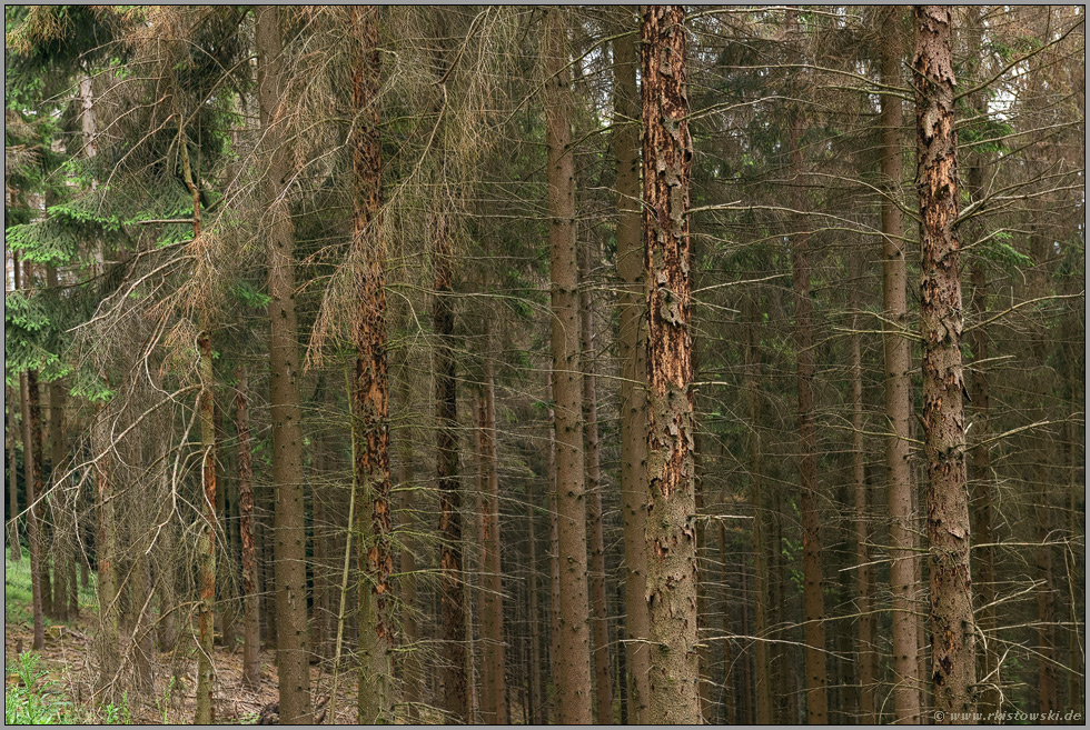 das große Waldsterben... Fichtenwald *Sauerland*, der kranke Wald