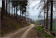 rechts und links des Weges... Waldsterben *Borkenkäfer*, bedingt durch den Klimawandel? Windkraft als Alternative?