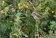 gerade eben flügge... Neuntöter *Lanius collurio*, Jungvogel hockt gut getarnt im Brombeergebüsch