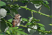 im Schutz der Brombeerhecke... Neuntöter *Lanius collurio*, gerade eben flügger Jungvogel versteckt sich