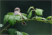 ein Jungvogel... Neuntöter *Lanius collurio* auf einer Brombeerranke