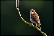 im schönsten Licht... Neuntöter *Lanius collurio*, weiblicher Altvogel auf einem Holunderast