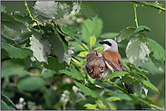 anstrengende Zeiten... Neuntöter *Lanius collurio*, Männchen wird vom Jungvogel angebettelt