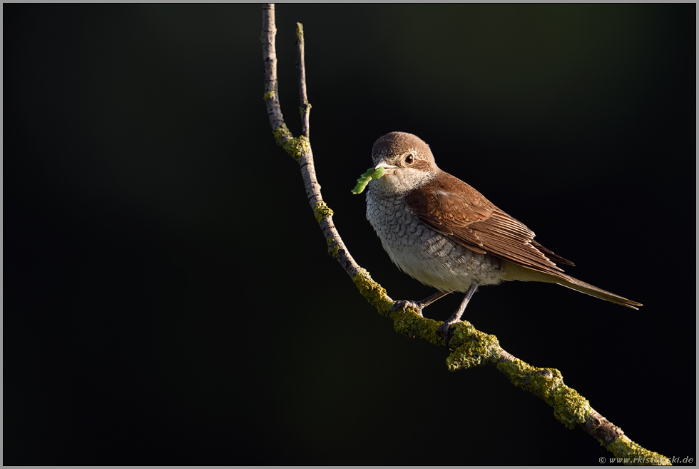Frühstück... Neuntöter *Lanius collurio*, Weibchen in der Morgensonne nach erfolgreicher Jagd