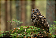 im Wald... Europäischer Uhu *Bubo bubo* sitzt auf leicht erhöhter natürlicher Sitzwarte im Wald