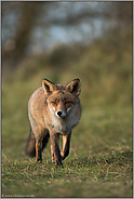 am Wiesenrand... Rotfuchs *Vulpes vulpes* patroulliert sein Revier