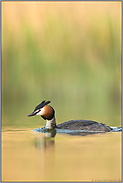 Stille am See... Haubentaucher *Podiceps cristatus* auf natürlichem Gewässer