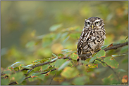 im Baum... Steinkauz *Athene noctua* beobachtet aufmerksam das Geschehen