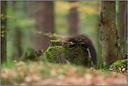 flinker Bursche... Steinmarder *Martes foina* auf Nahrungssuche im herbstlichen Wald