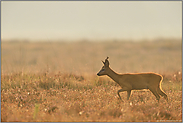 früh am Morgen... Rehbock *Capreolus capreolus* zieht im dunstigen Gegenlicht durch eine Heidelandschaft