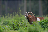 bei der Aesung... Europäischer Mufflon *Ovis orientalis*, kapitaler Widder, Muffelwidder im Wald