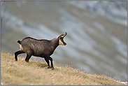 angepasst... Gämse *Rupicapra rupicapra* oberhalb der Baumgrenze in den Bayerischen Alpen