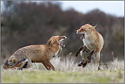 während der Ranz... Rotfüchse *Vulpes vulpes* in heftigem Streit