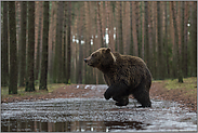 los geht's... Europäischer Braunbär *Ursus arctos* hat's eilig