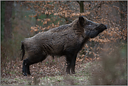 massiger Körperbau... Wildschwein *Sus scrofa* nimmt Witterung auf