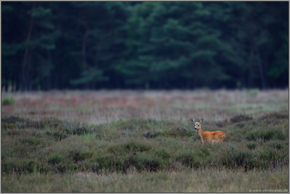 ein schöner Anblick... Reh *Capreolus capreolus*, Ricke am frühen Morgen in einer Heidelandschaft