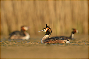 drei sind einer zuviel... Haubentaucher *Podiceps cristatus*, kleinere Gruppe