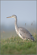 unser größter heimischer Reiher... Graureiher *Ardea cinerea* bei der Nahrungssuche in einer Wiese