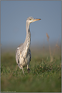 eilig unterwegs... Graureiher *Ardea cinerea* läuft durch das hohe Gras einer Wiese