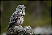 ernster Blick... Bartkauz *Strix nebulosa* nutzt ein erhöhten Felsen, um von aus zu jagen