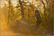 der Tag erwacht... Bartkauz *Strix nebulosa* frühmorgens in einem Geröllfeld bei Sonnenaufgang