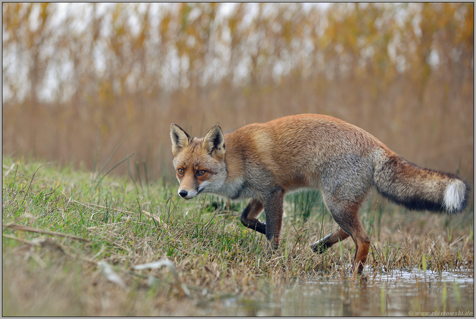 Schmidtchen Schleicher... Rotfuchs *Vulpes vulpes* am Wasser