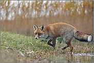 Schmidtchen Schleicher... Rotfuchs *Vulpes vulpes* am Wasser