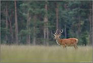 im hohen Gras... Rothirsch *Cervus elaphus* auf einer Wildwiese im Wald