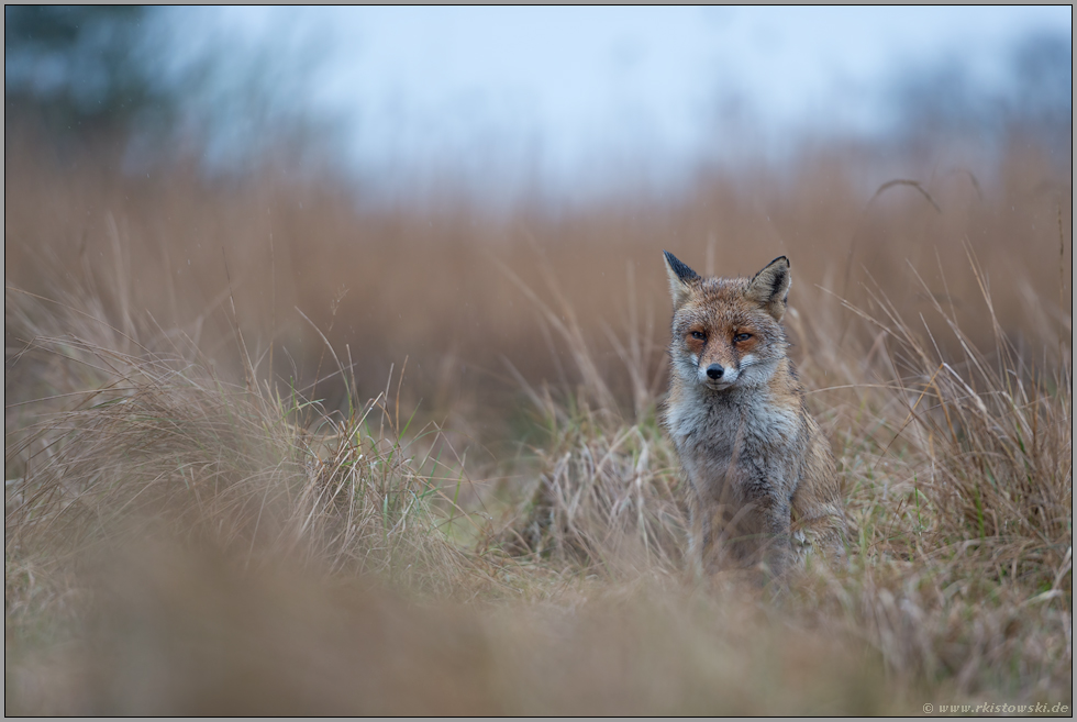 abwartend... Rotfuchs *Vulpes vulpes*, Fuchs sitzt im hohen Gras und schaut