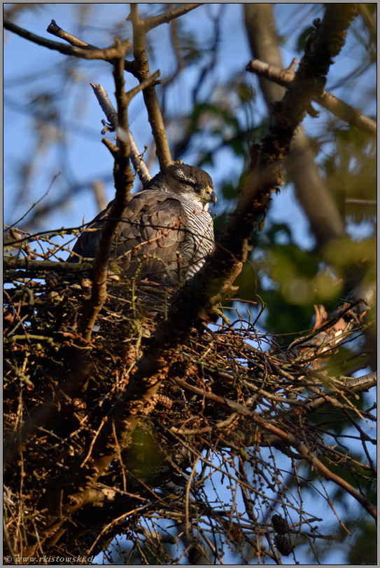 schlafender Vogel... Habicht *Accipiter gentilis* schläft auf seinem Horst, Habichtweibchen