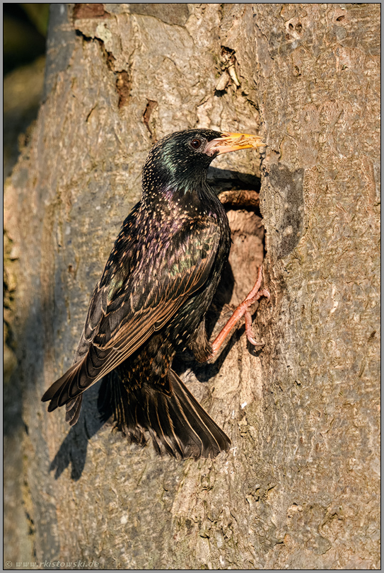 Ameiseneier im Schnabel... Star *Sturnus vulgaris* am Eingang zur Bruthöhle
