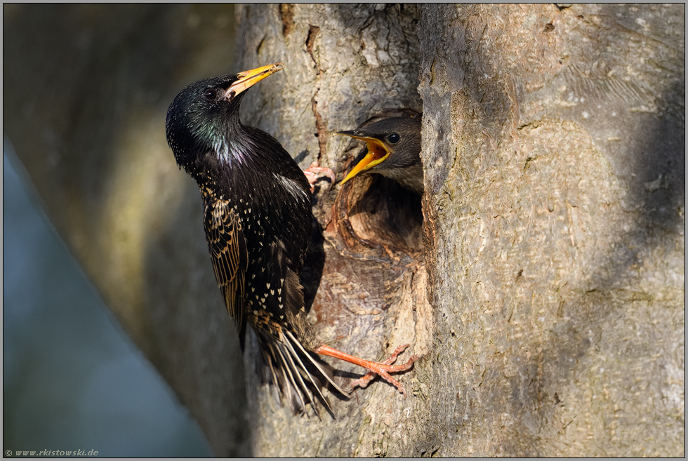 alt und jung... Star *Sturnus vulgaris*, Altvogel füttert Jungvogel am Eingang der Bruthöhle