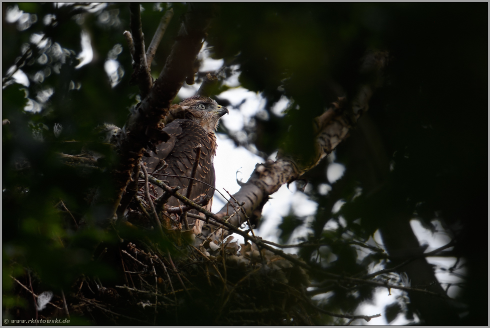 durch's Guckloch... Habicht *Accipiter gentilis*, junger Habicht, Rothabicht auf seinem Horst in den Baumkronen
